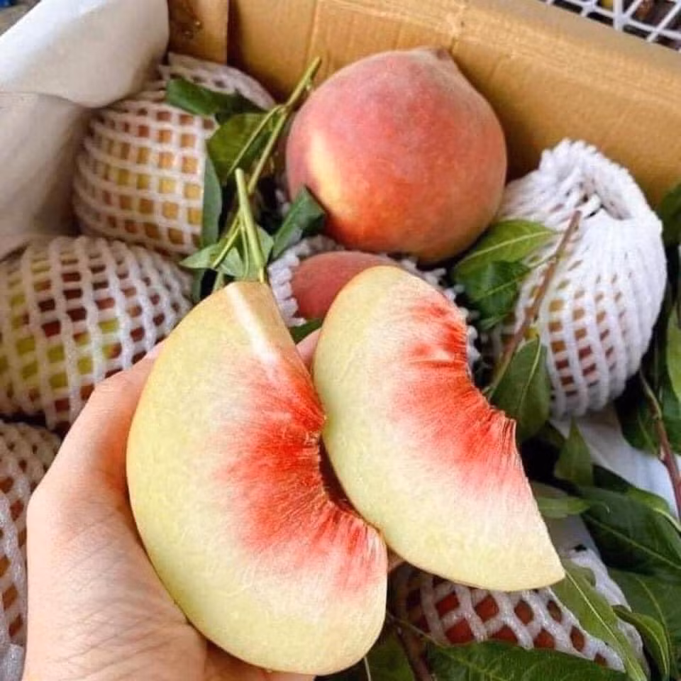 Đào tuyết Lệ Giang quả rất to như đào tiên, trọng lượng cỡ vip đạt 500 - 700 gram/quả, phần thịt đào bên trong ăn giòn. Ảnh: Facebook