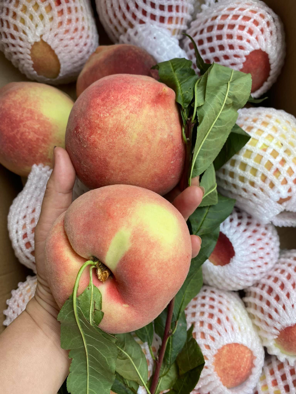 Người bán cho biết, đào tuyết Lệ Giang trồng trên núi cao hơn 5000m so với mực nước biển: giòn, ngọt, đậm đà và thơm lừng mùi đào. Ảnh: Facebook