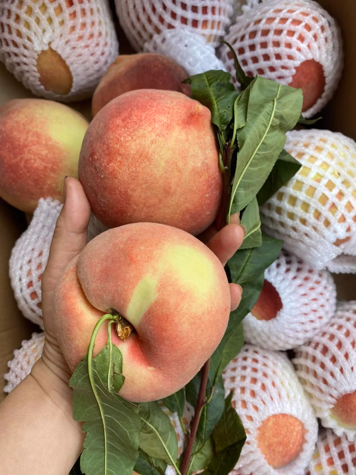 Người bán cho biết, đào tuyết Lệ Giang trồng trên núi cao hơn 5000m so với mực nước biển: giòn, ngọt, đậm đà và thơm lừng mùi đào. Ảnh: Facebook