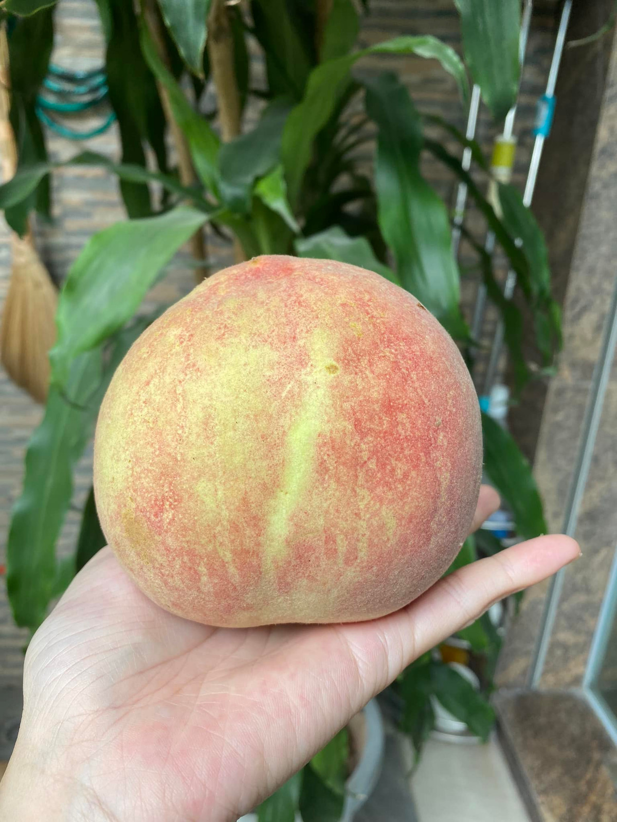 Năm ngoái, đào tuyết Lệ Giang của Trung Quốc cũng gây sốt thị trường Việt với giá dao động từ 55.000 đến hơn 100.000 đồng/kg. Ảnh: Facebook