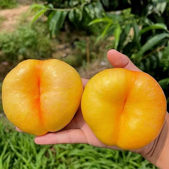 Đào dẹt xuất xứ từ Trung Quốc cũng từng thu hút đông đảo khách hàng Việt. Đào dẹt Trung Quốc được đóng thùng, mỗi thùng gồm 8 quả được bọc bằng túi lưới xốp và có khay rất đẹp. Ảnh: Facebook