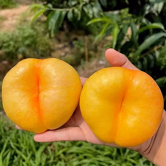 Đào dẹt xuất xứ từ Trung Quốc cũng từng thu hút đông đảo khách hàng Việt. Đào dẹt Trung Quốc được đóng thùng, mỗi thùng gồm 8 quả được bọc bằng túi lưới xốp và có khay rất đẹp. Ảnh: Facebook