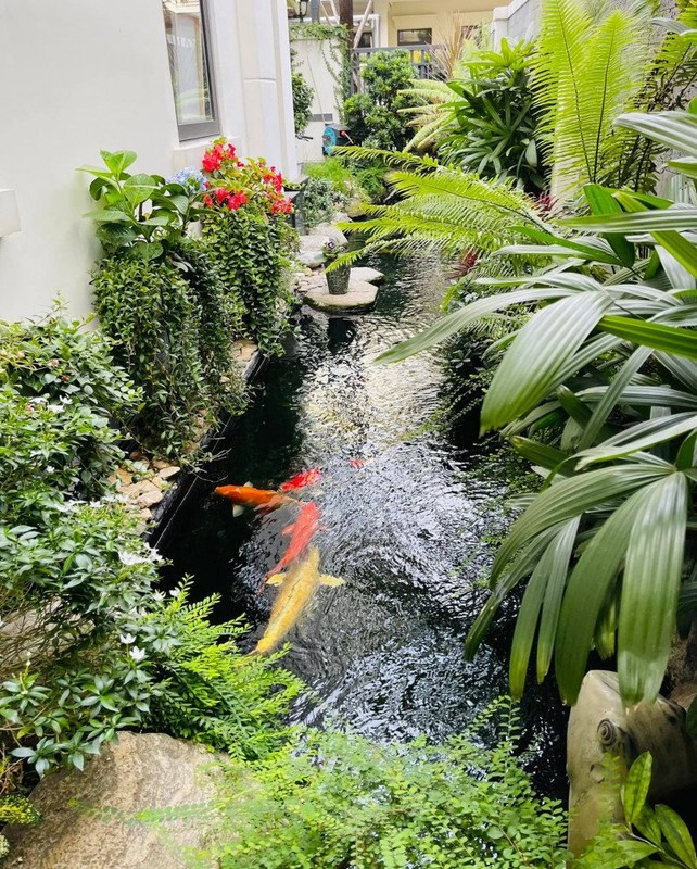 Hồ cá Koi là chi tiết đắt giá của căn biệt thự. Ảnh: FBNV
