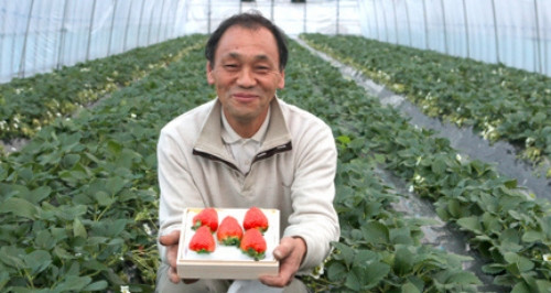  Dâu tây “công chúa xinh đẹp” được trồng trong nhà kính - che phủ bằng nhựa chuyên dụng trong suốt những tháng mùa đông. Ảnh: Produce Report