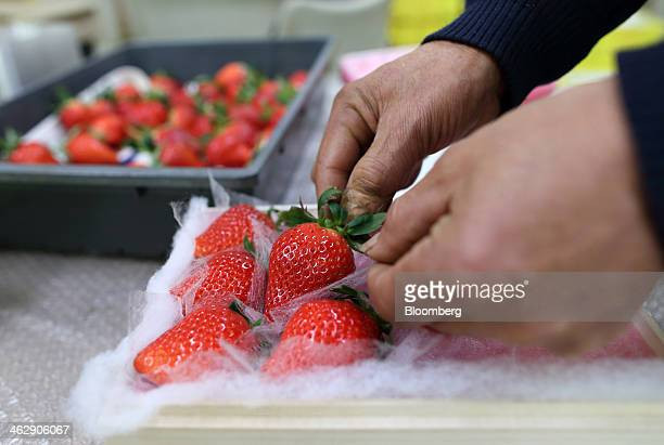 Do quy trình trồng vô cùng phức tạp và chăm chút cẩn thận, loại dâu này chỉ sản xuất khoảng 500 quả/năm. Ảnh: Getty
