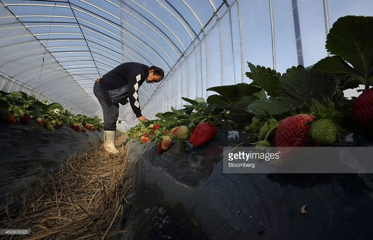 Đặc biệt, dâu tây tại trang trại Okuda hầu hết được thụ phấn bởi ong mật - tổ ong được giữ bên trong nhà kính cùng với các loại cây quý. Ảnh: Getty