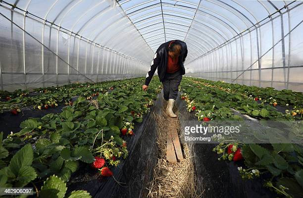 Điều này giúp kiểm soát chặt chẽ nhiệt độ của đất và không khí. Không những thế, ông Mikio Okuda còn sử dụng phương pháp của riêng mình, kết hợp phủ rơm rạ lên những cây dâu tây để tăng cường khả năng kiểm soát đó hơn nữa. Ảnh: Getty