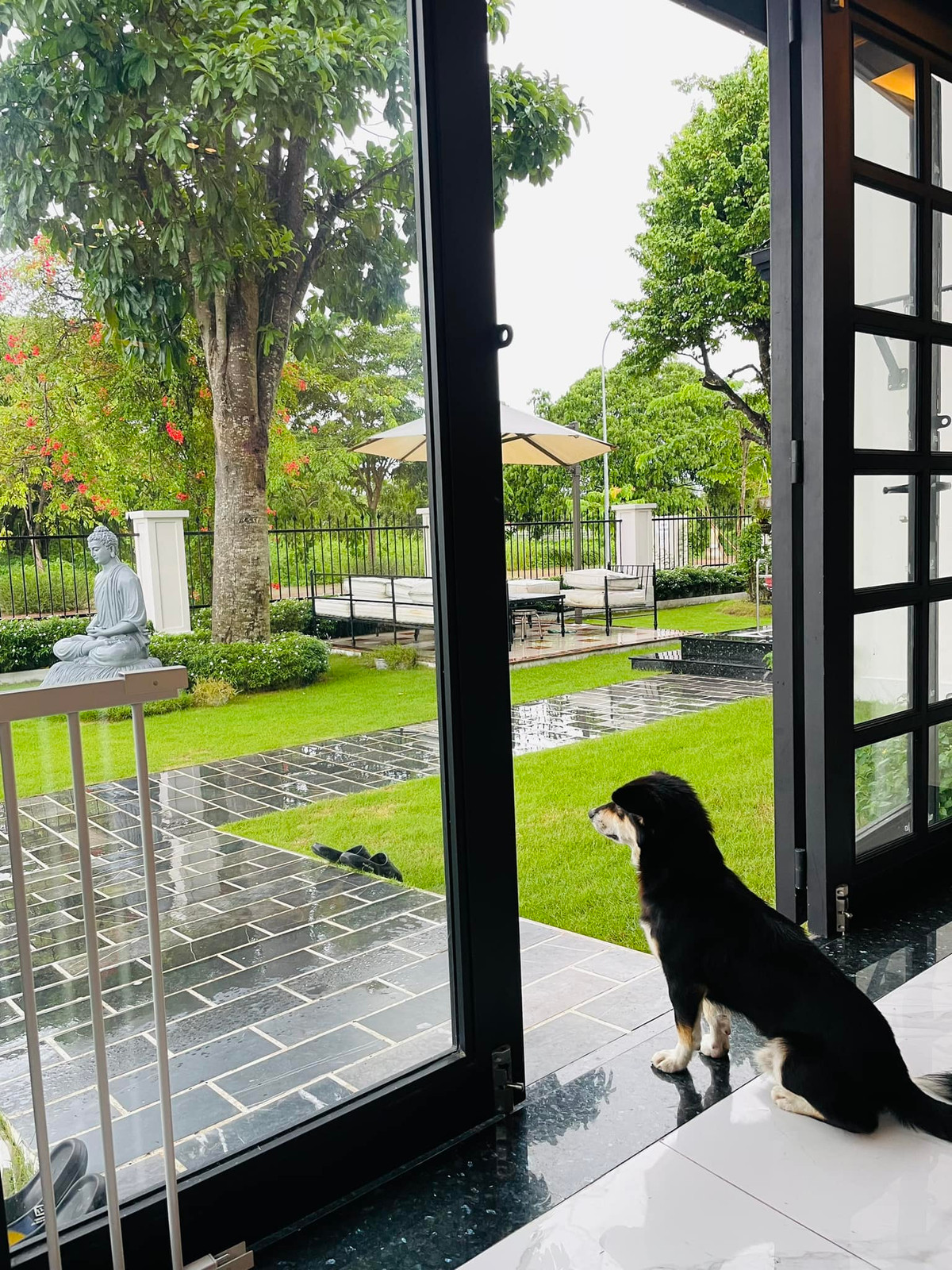 Mới đây, nam diễn viên chia sẻ hình ảnh chú chó nhìn ra không gian xanh mướt trước cửa nhà mình. Quốc Trường cho biết, đây là chó hàng xóm qua giữ nhà hộ không muốn về.