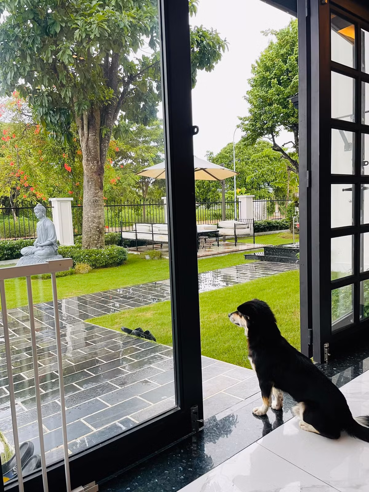 Mới đây, nam diễn viên chia sẻ hình ảnh chú chó nhìn ra không gian xanh mướt trước cửa nhà mình. Quốc Trường cho biết, đây là chó hàng xóm qua giữ nhà hộ không muốn về.