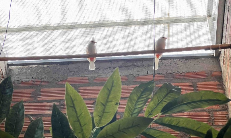 Trang trại chim chào mào đột biến của Hữu Vinh là một trong những trại đầu tiên và quy mô thuộc hàng lớn nhất miền Tây với diện tích hơn 1.500m2. Ảnh: Dân trí