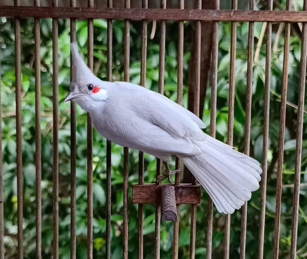 Giá chào mào đột biến dao động từ 20-50 triệu đồng/con, một số con đặc biệt giá lên đến 70-500 triệu đồng/con. Ảnh: Thuonghieusanpham