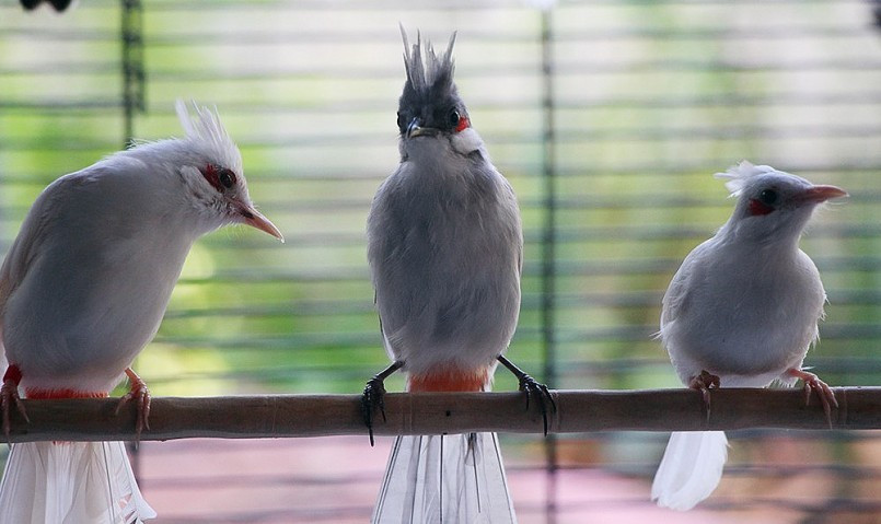 Trại của Hữu Vinh nuôi các loài chim chào mào đột biến như: chào mào bạch tạng, xám trắng, xám nhạt; chào mào Indo; chào mào Indo lai bạch tạng... Tất cả đều thuộc hàng cực quý hiếm. Ảnh: Dân trí