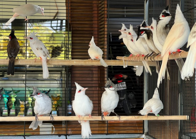 Bộ sưu tập chim cảnh của Tuấn Anh lên tới 100 con, đa dạng về màu sắc. Ảnh: Thuonghieusanpham