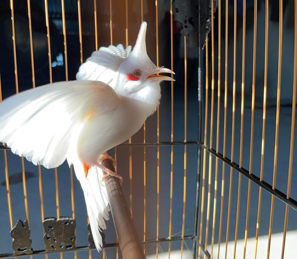 Chú chim chào mào đắt giá nhất trong trại của Tuấn Anh khoảng 500 triệu đồng. Ảnh: Arttimes