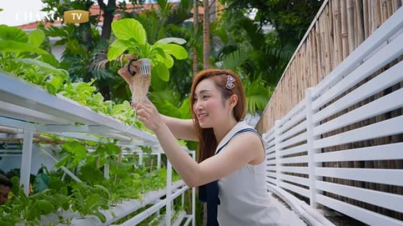 Cặp đôi bố trí một giàn thủy canh trồng đủ các loại rau xanh như xà lách, rau cải...