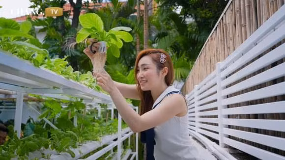 Cặp đôi bố trí một giàn thủy canh trồng đủ các loại rau xanh như xà lách, rau cải...