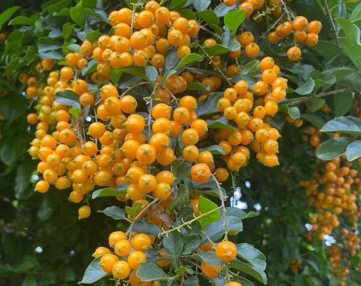 Khi xanh, quả găng màu xanh lá, khi chín chuyển sang màu vàng đẹp mắt. Ảnh: Dân Việt