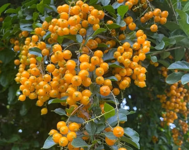 Khi xanh, quả găng màu xanh lá, khi chín chuyển sang màu vàng đẹp mắt. Ảnh: Dân Việt