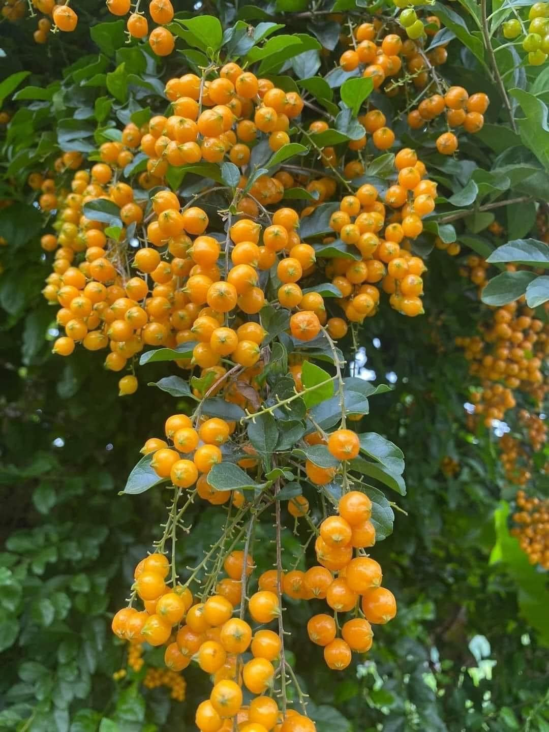 Những cành găng có quả chín vàng, lá xanh, điểm ít hoa tím nên cắm khá đẹp, chơi cũng được cả tuần. Ảnh: Facebook