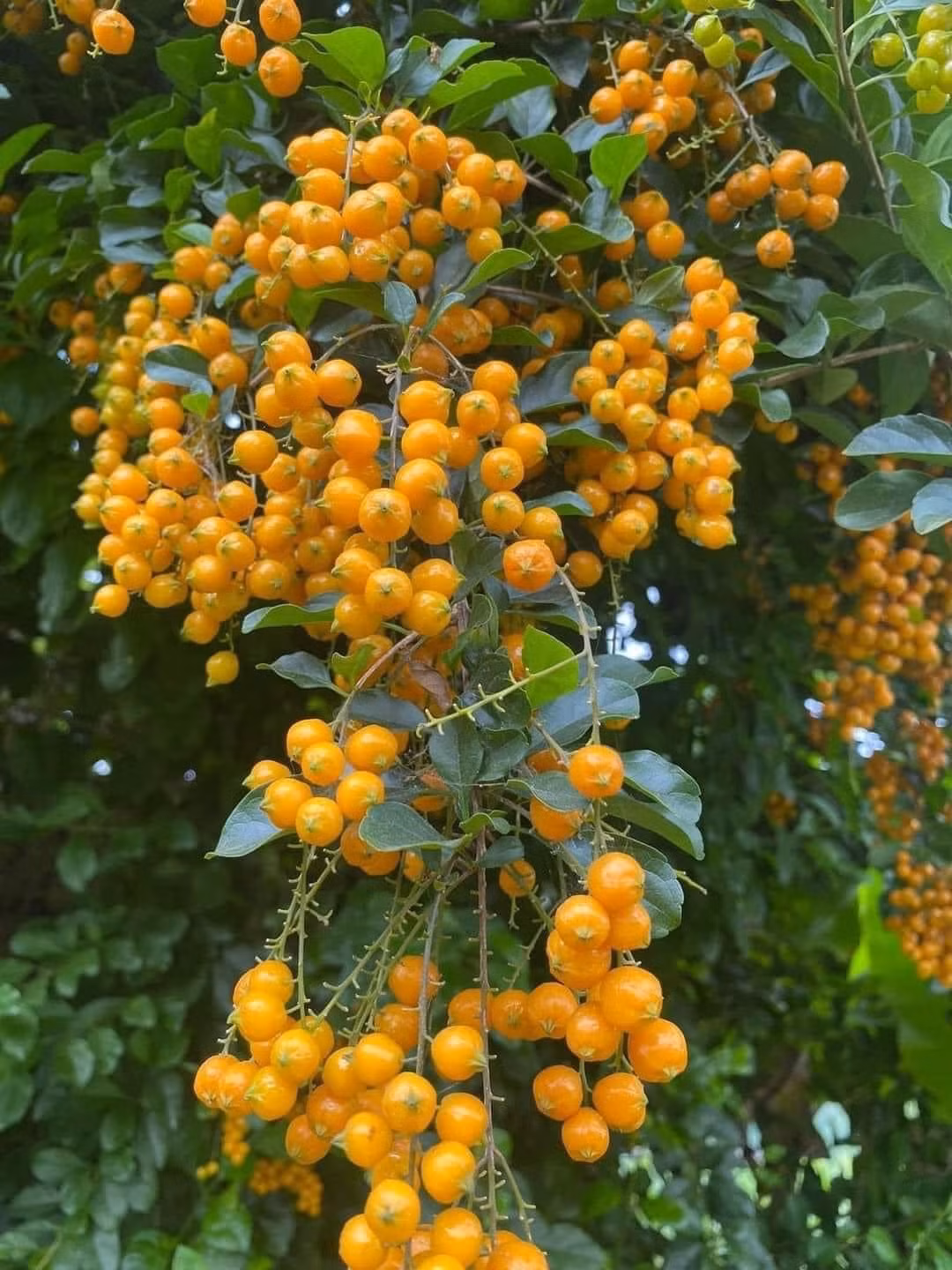 Những cành găng có quả chín vàng, lá xanh, điểm ít hoa tím nên cắm khá đẹp, chơi cũng được cả tuần. Ảnh: Facebook