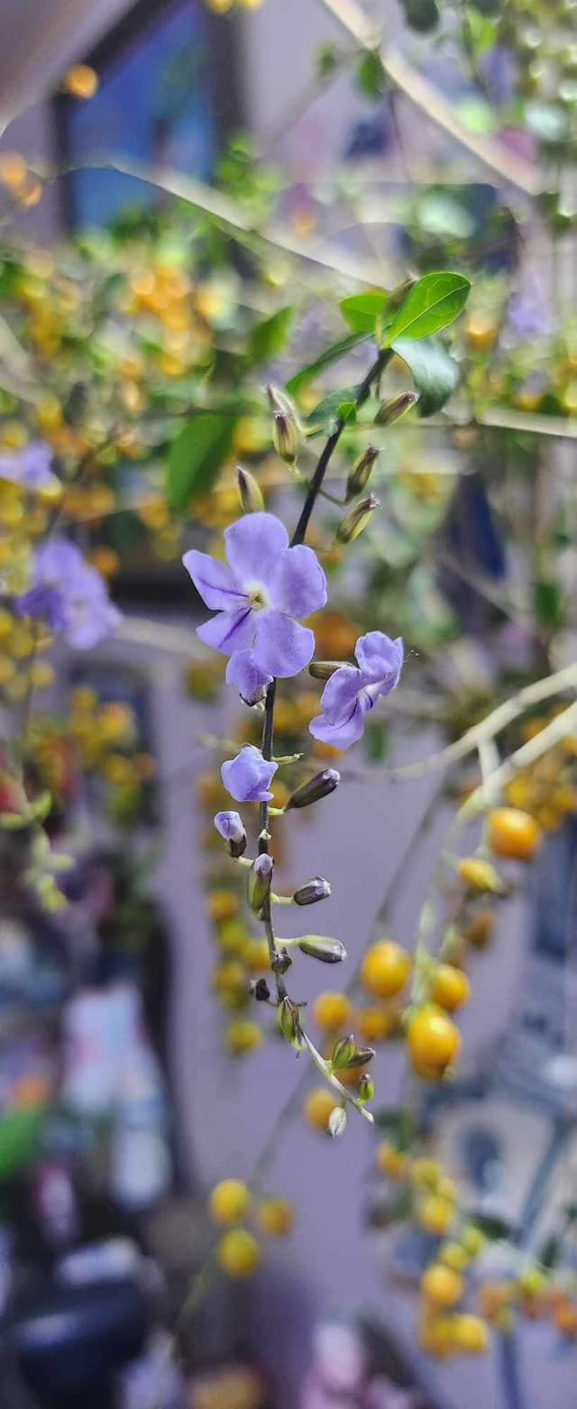 Chị Lan (người chuyên bán hoa online ở Hà Nội) cho biết, trước đây cành găng có thể xin được, thậm chí còn chặt vứt đi. Chị nghĩ bán cành găng cả trăm nghìn/bó thì mấy ai mua. Ảnh: Facebook