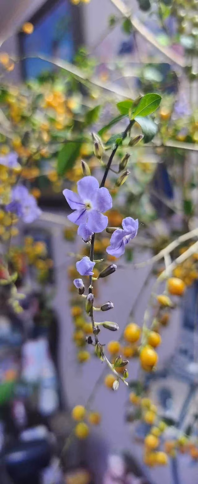 Chị Lan (người chuyên bán hoa online ở Hà Nội) cho biết, trước đây cành găng có thể xin được, thậm chí còn chặt vứt đi. Chị nghĩ bán cành găng cả trăm nghìn/bó thì mấy ai mua. Ảnh: Facebook