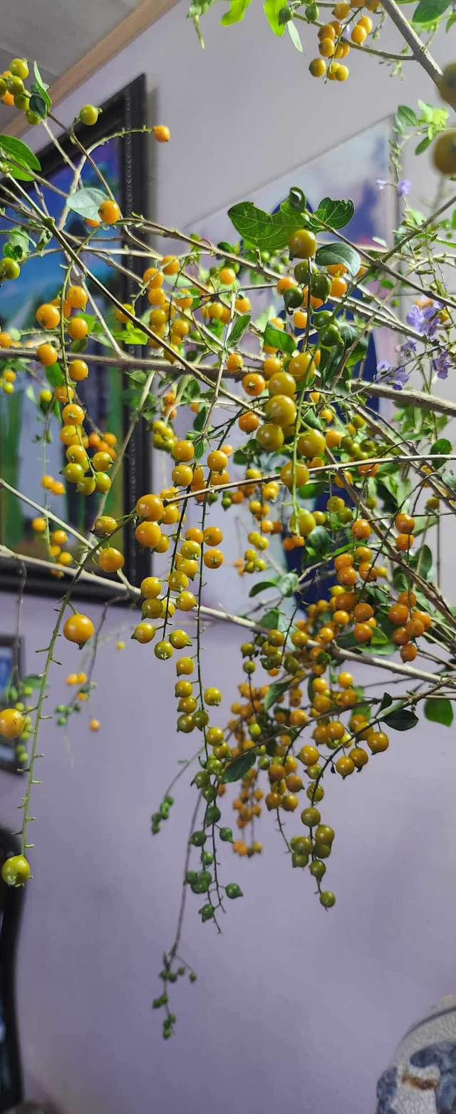 Mỗi bó găng gồm 10 cành, giá bán khoảng 70.000 - 100.000 đồng. Ảnh: Facebook