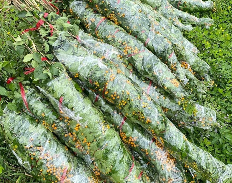 Thời gian gần đây, những cành găng có hoa màu tím, chùm quả màu vàng bắt mắt được bán nhiều trên thị trường. Ảnh: Facebook