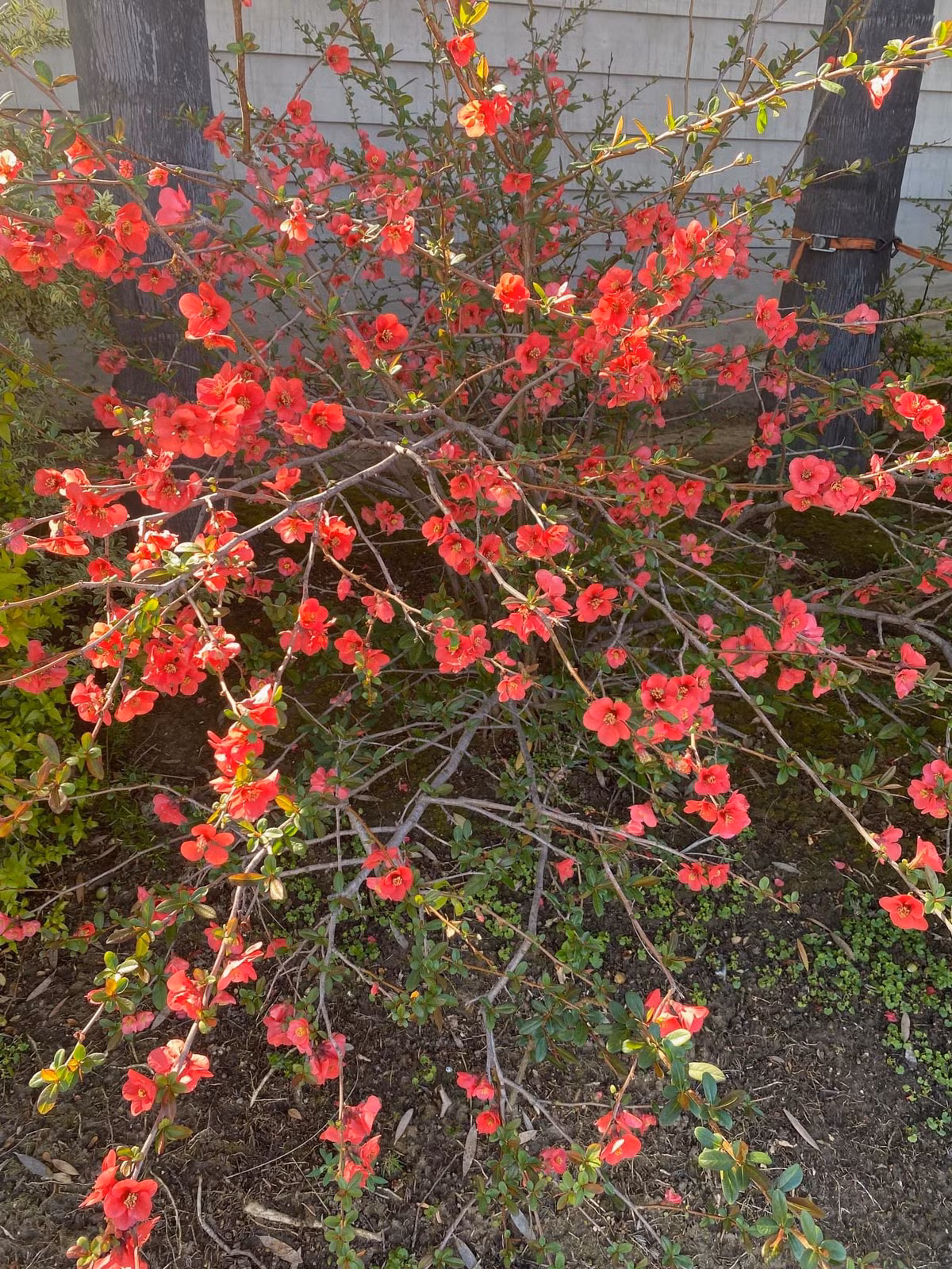 Mới đây, ông chia sẻ cây đào sau nhà nở hoa lần thứ hai khiến ai cũng trầm trồ.