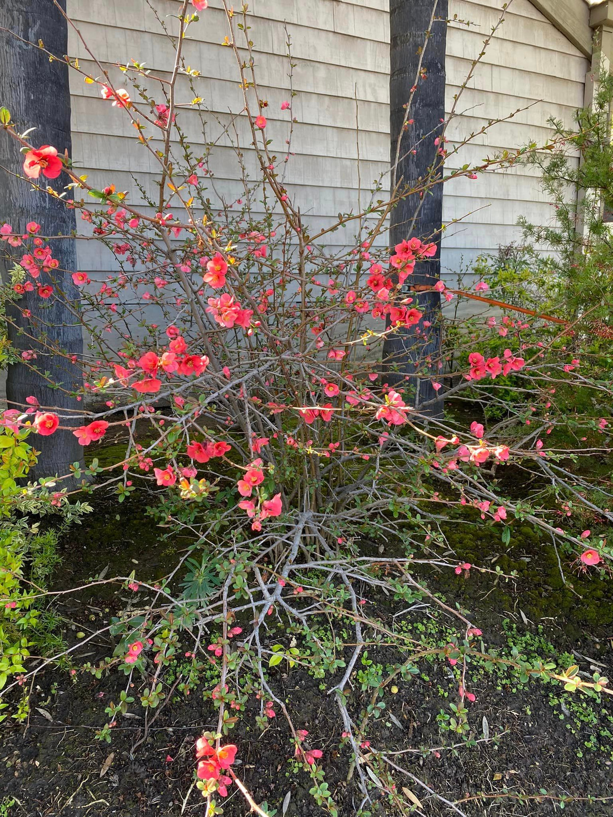 Trước đó ít ngày, ông cũng chụp hình hoa nhưng chưa nở rộ. Có thể thấy, chỉ sau vài ngày đào đã bung kín cành.