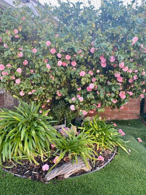 Góc vườn xanh mướt khiến khán giả "xuýt xoa".