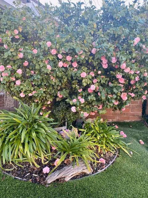 Góc vườn xanh mướt khiến khán giả "xuýt xoa".