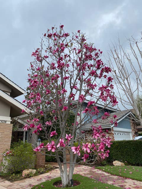 Ngoài hoa đào, nam doanh nhân 79 tuổi còn chia sẻ hình ảnh cây hoa mộc lan to, phủ hoa màu tím hồng gây thương nhớ.