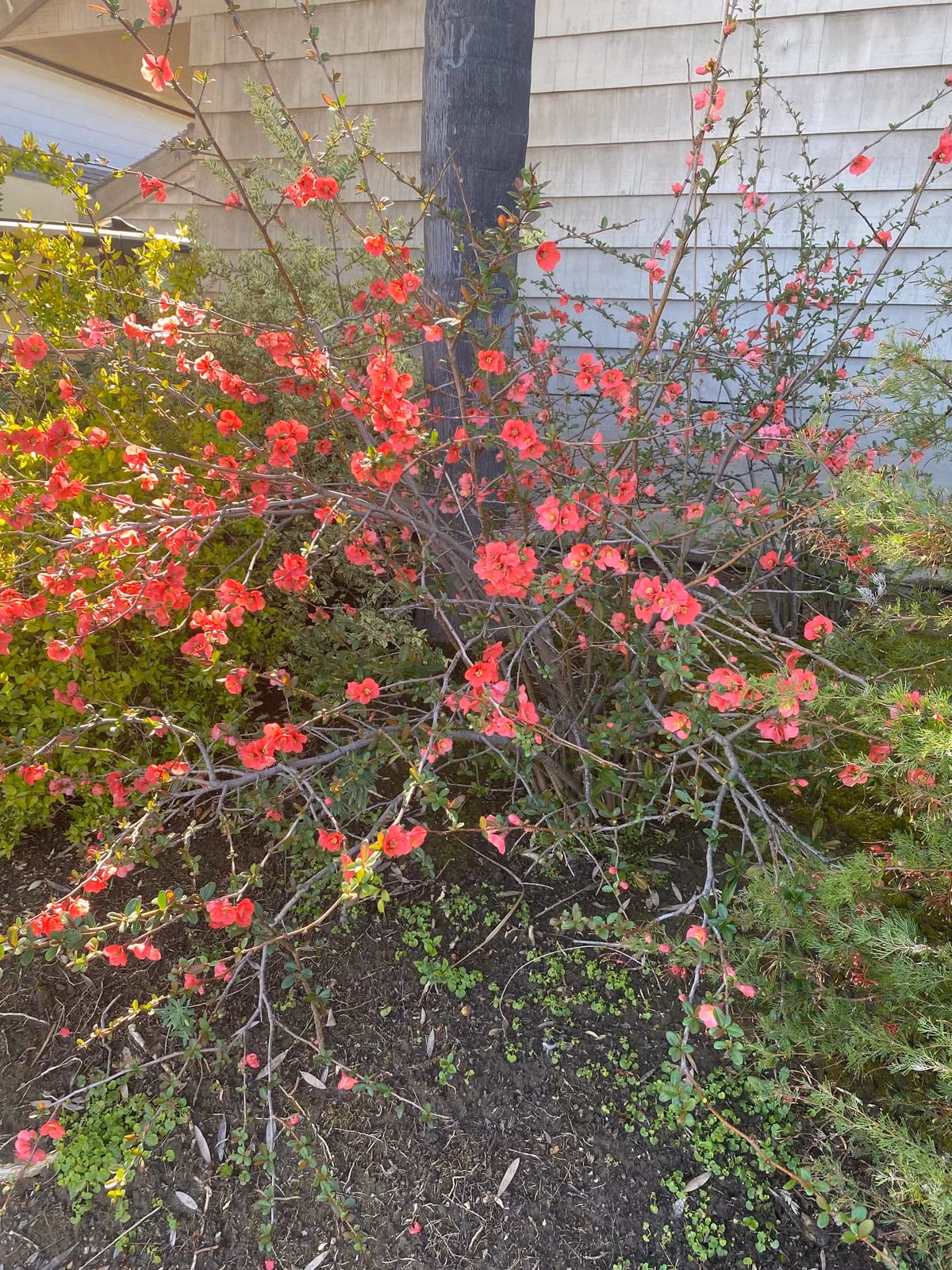 Giống đào trong nhà tỷ phú Hoàng Kiều khác với đào ở Việt Nam. Hoa màu hồng xinh xắn bung nở trong khuôn viên biệt thự.