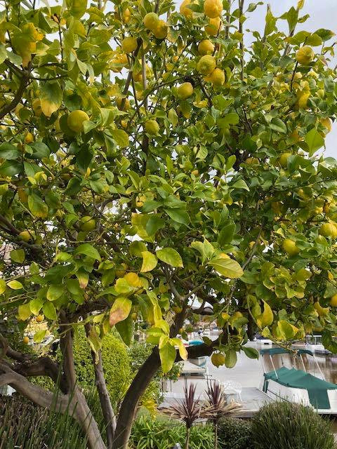 Ngoài hoa, tỷ phú gốc Việt từng khoe nhiều bức ảnh cây trái sai trĩu trịt, trông thích mắt.