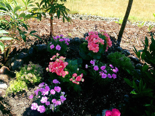 Đủ các loại hoa đua nhau khoe sắc. Ảnh: FBNV