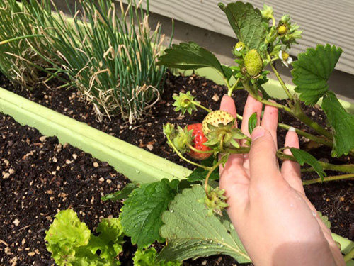 Bà xã Lam Trường thích thú khoe dâu tây tự tay trồng được. Ảnh: FBNV