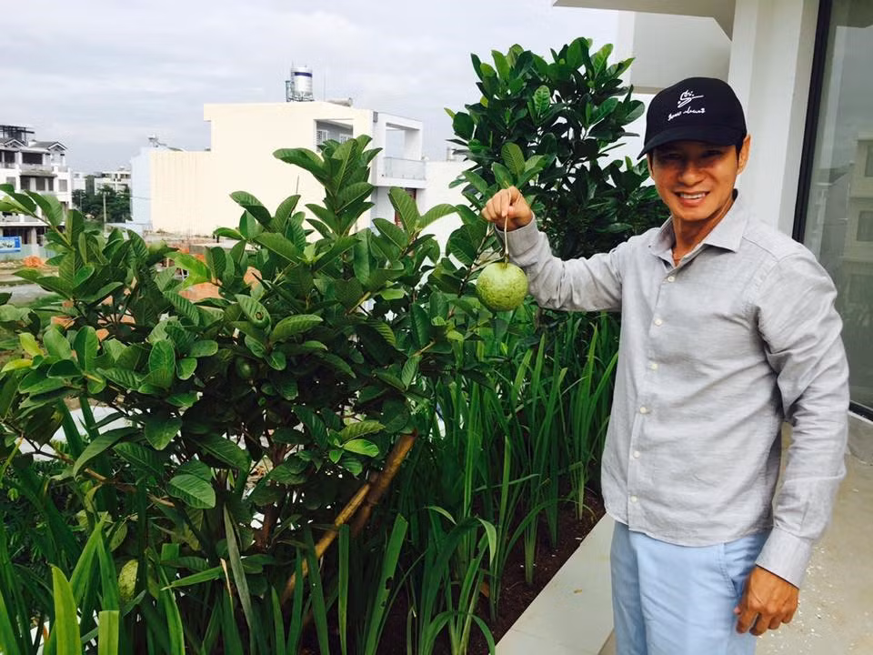  Lý Hải thu hoạch nhiều ổi trên sân thượng.