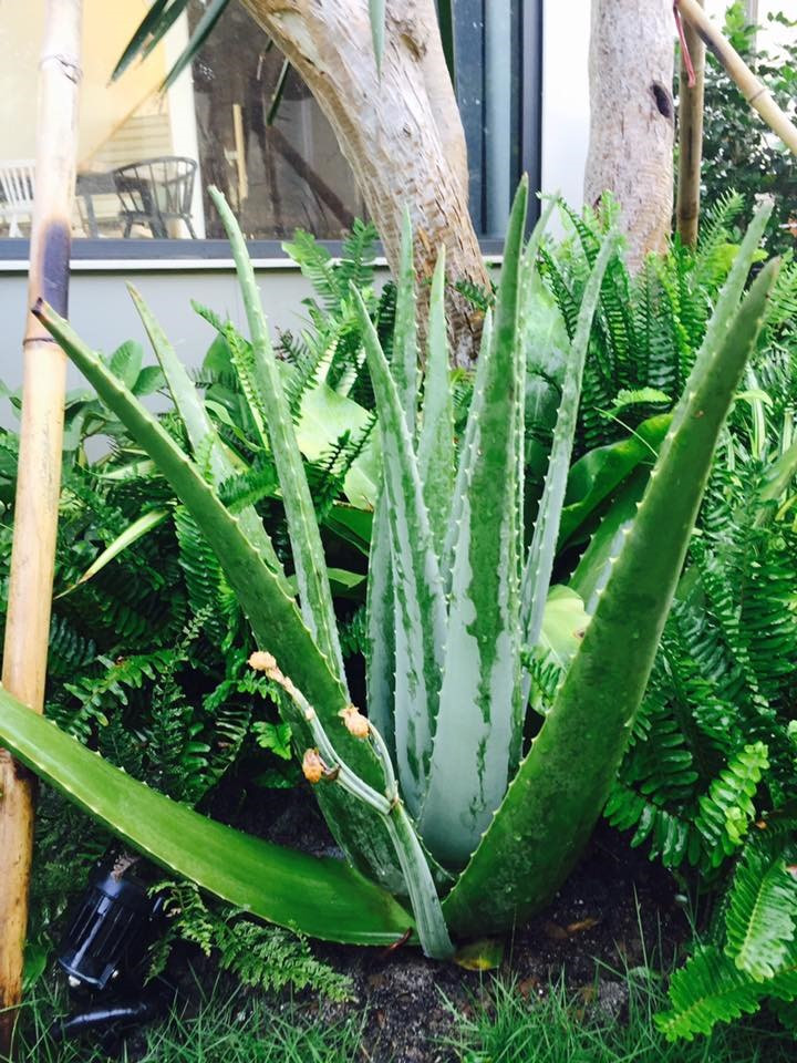 Dưới gốc cây lớn đều có những loại rau, cây cảnh nhỏ.