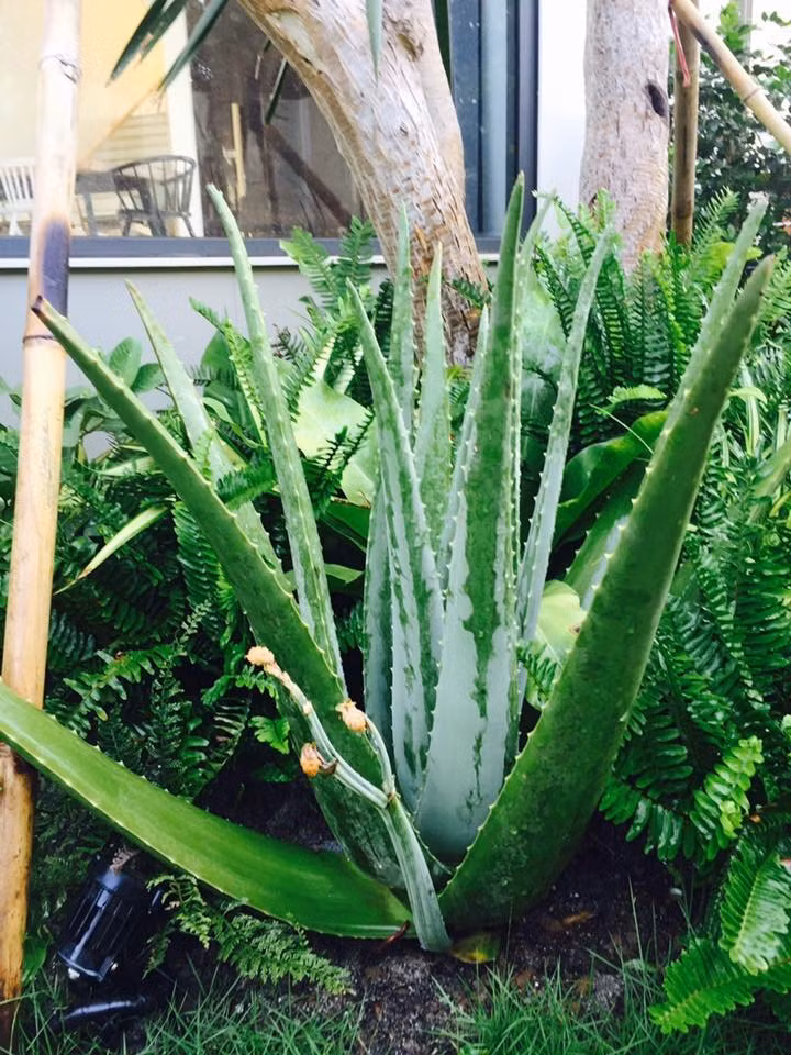 Dưới gốc cây lớn đều có những loại rau, cây cảnh nhỏ.