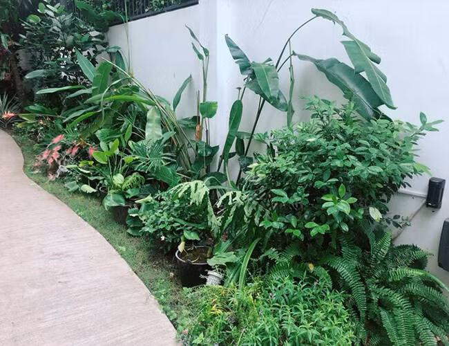 Lối vào nhà được bao quanh bởi rất nhiều cây xanh.