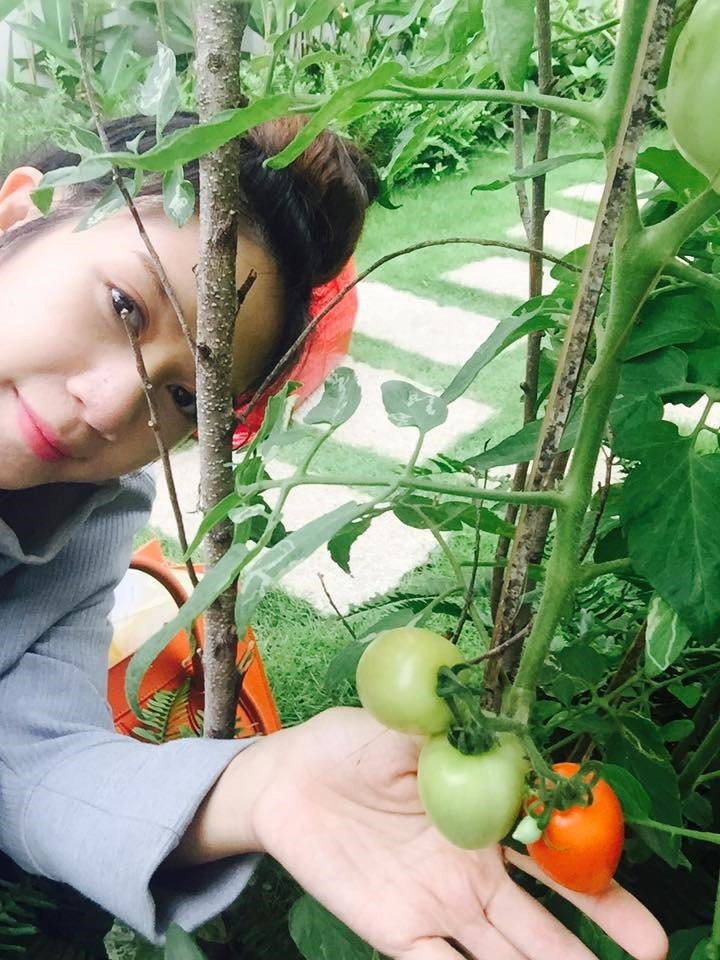 Cà chua trĩu quả ngay lối vào biệt thự.