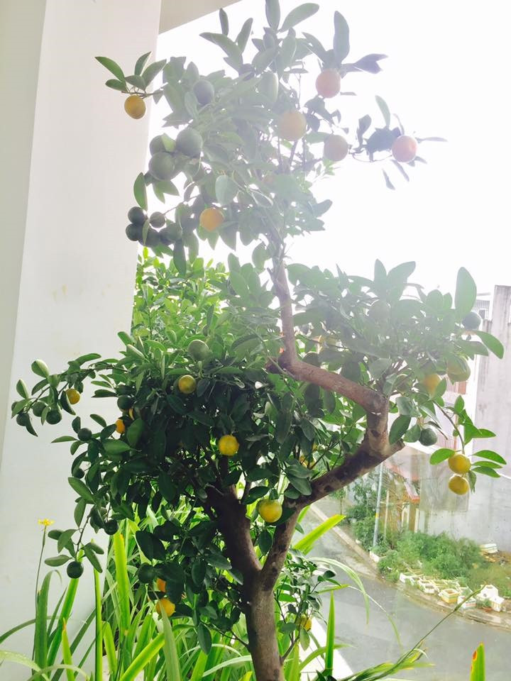 Cây trong vườn chủ yếu được bón bằng phân hữu cơ, hạn chế phân hoá học.