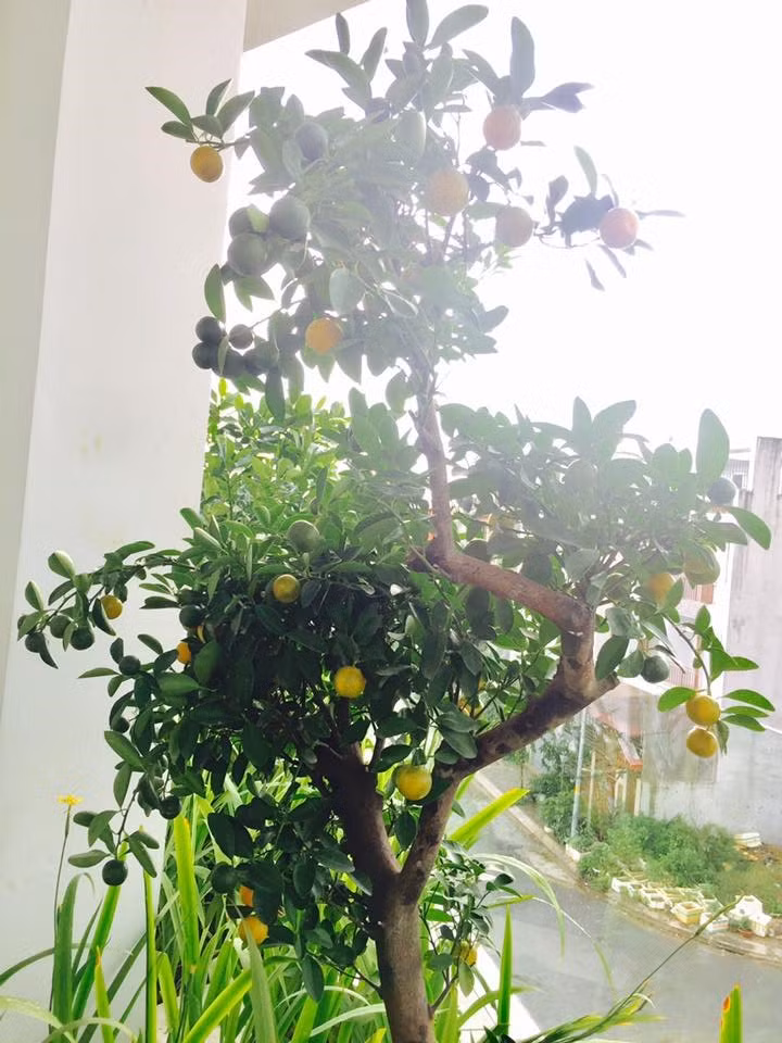 Cây trong vườn chủ yếu được bón bằng phân hữu cơ, hạn chế phân hoá học.