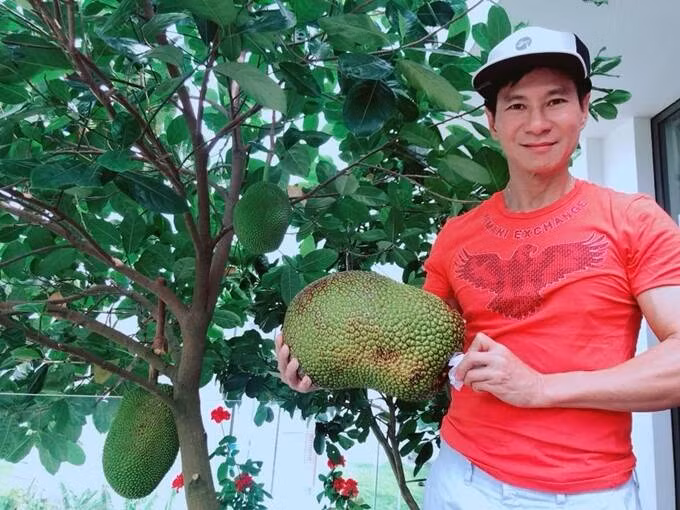 Trong khu vườn, Lý Hải trồng đủ các loại cây ăn trái như mít, xoài...