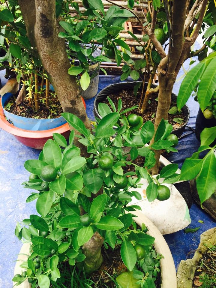 Một số cây được Lý Hải - Minh Hà trồng cầu kỳ trong các chậu kiểng.