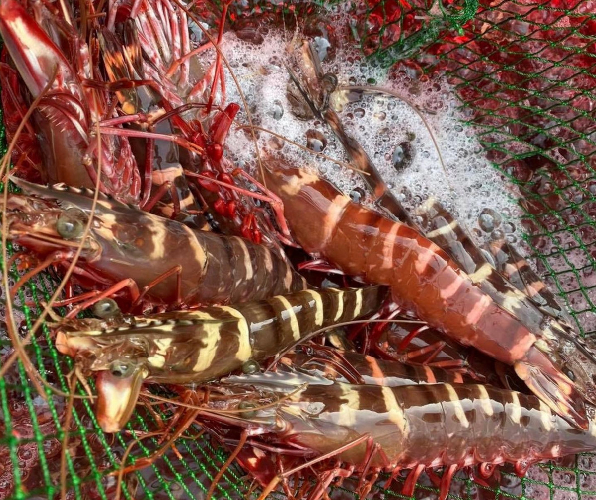 Vì thế, khách muốn thưởng thức tôm sú cọp tươi thường phải đặt trước và chờ tới cả nửa tháng mới có. Ảnh: Facebook