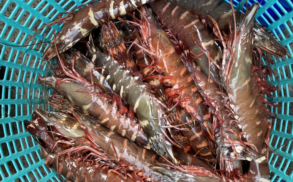 Hơn nữa, thuyền đánh bắt được đa phần đều ủ đá, rất ít thuyền giữ được tôm sống. Do đó, tôm sú cọp tươi còn đang bơi rất hiếm. Ảnh: Facebook