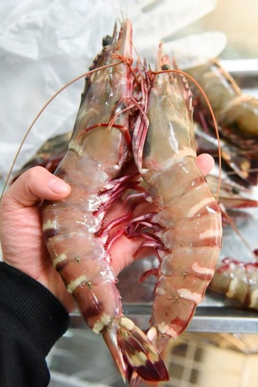 Theo chủ một cửa hàng hàng sản ở Hà Nội, tôm sú mẹ sống ngoài khơi xa nên đánh bắt khó, đặc biệt là những con tôm có trọng lượng khủng. Ảnh: Haisanquangninh