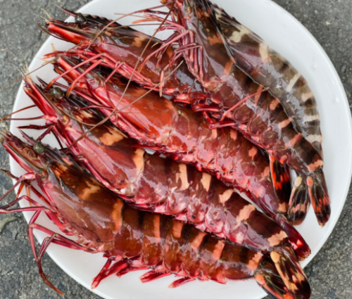 Trên thị trường tôm sú cọp tươi có giá từ 1,5 - 2,5 triệu đồng/kg, tuỳ loại. Thậm chí, có thời điểm loại tôm này lên tới gần 3 triệu đồng/kg. Ảnh: Crabseafood
